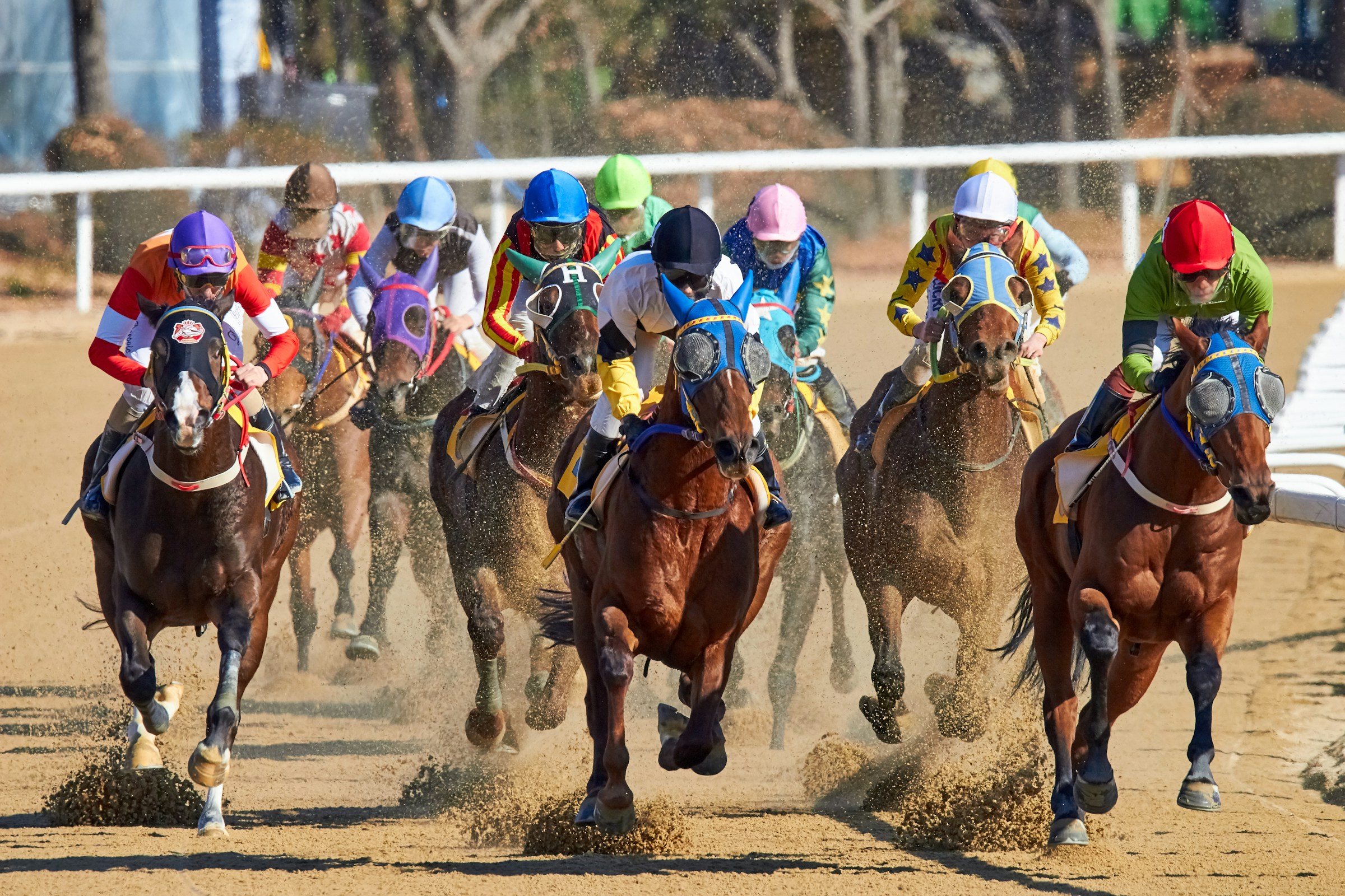 The Risks and Rewards of Betting on Horse Racing